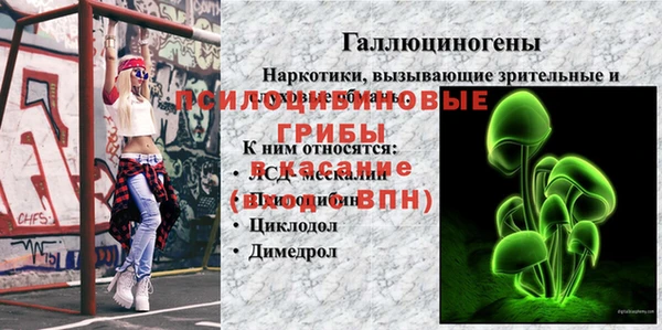 хмурый Тайга