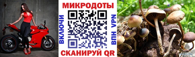 наркота  Кедровый  Галлюциногенные грибы мицелий 